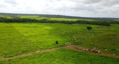 Photo 3. En divisant les prairies par des clôtures fixes, le producteur peut concentrer le bétail en une seule parcelle, où le fourrage sera brouté rapidement et uniformément, pour ensuite bénéficier de trois à quatre semaines de repos. Les bovins passent ainsi d’une parcelle à l’autre, avec à chaque fois un fourrage de qualité. Au centre des parcelles, une aire commune propose un abreuvoir et une auge remplie de sel minéral